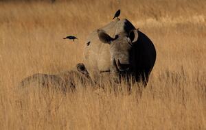 Tsheshepe Safari Lodge - Welgevonden Game Reserve, South Africa