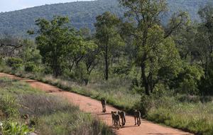 Tsheshepe Safari Lodge - Welgevonden Game Reserve, South Africa