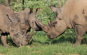 Tsheshepe Safari Lodge - Welgevonden Game Reserve, South Africa