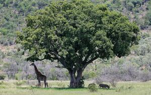 Tsheshepe Safari Lodge - Welgevonden Game Reserve, South Africa
