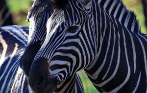 Tsheshepe Safari Lodge - Welgevonden Game Reserve, South Africa