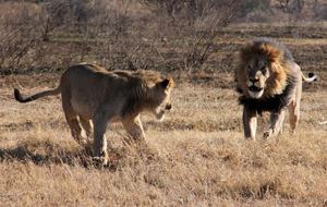 Tsheshepe Safari Lodge - Welgevonden Game Reserve, South Africa