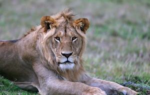 Tsheshepe Safari Lodge - Welgevonden Game Reserve, South Africa