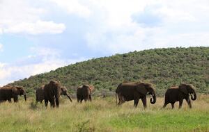 Tsheshepe Safari Lodge - Welgevonden Game Reserve, South Africa