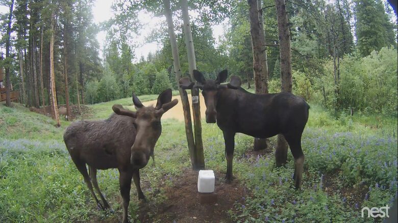 Mountain Meadow Lodge - Breckenridge, Colorado