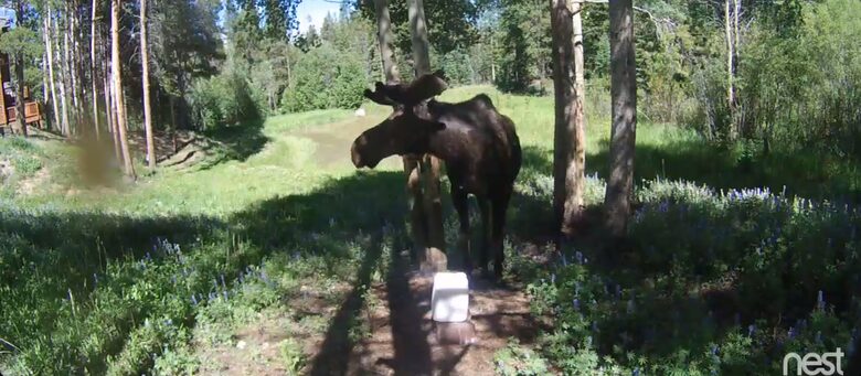 Mountain Meadow Lodge - Breckenridge, Colorado