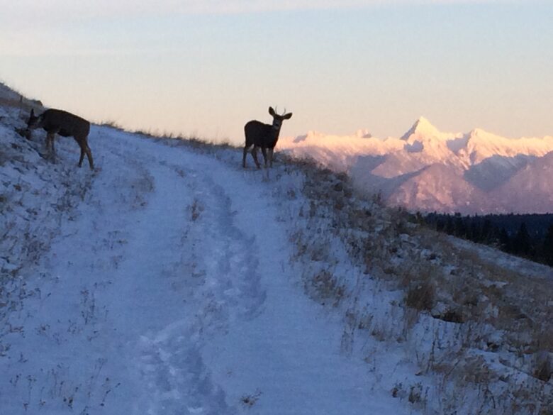 Deer on Sunflower Hill with view of Fisher Peak