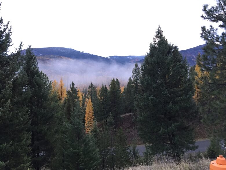 Fall tree color changes