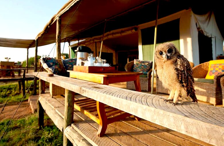 Laikipia Wilderness Camp - Nanyuki, Kenya