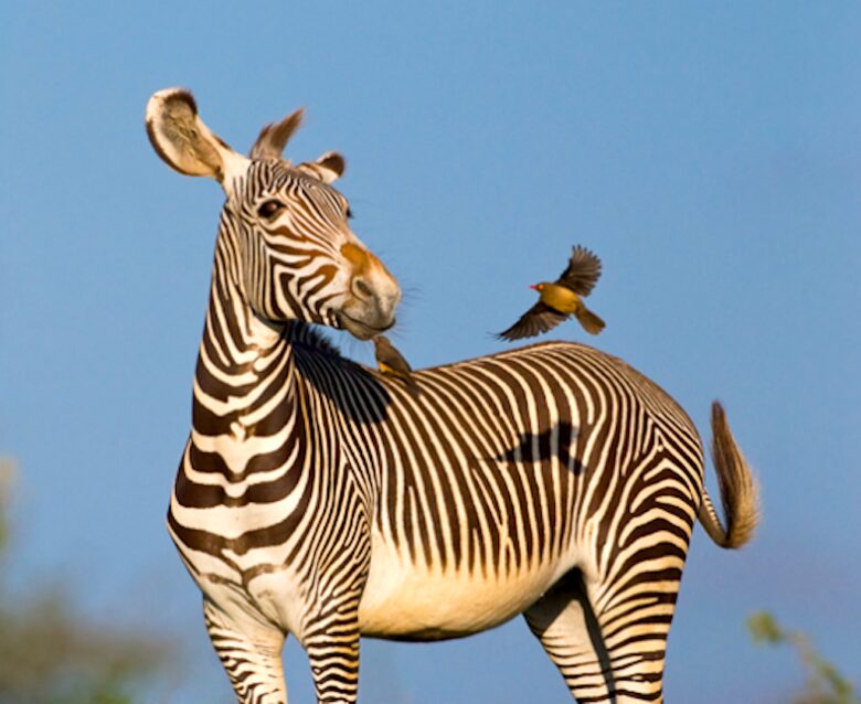Laikipia Wilderness Camp - Nanyuki, Kenya