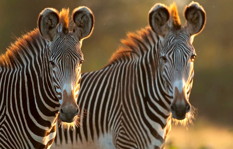 Laikipia Wilderness Camp - Nanyuki, Kenya