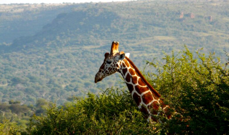 Laikipia Wilderness Camp - Nanyuki, Kenya