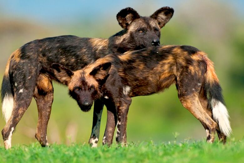 Laikipia Wilderness Camp - Nanyuki, Kenya