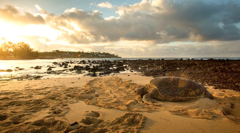 Marriott's Waiohai Beach Club - Ocean view Two Bedroom Villa - Koloa, Kauai, Hawaii