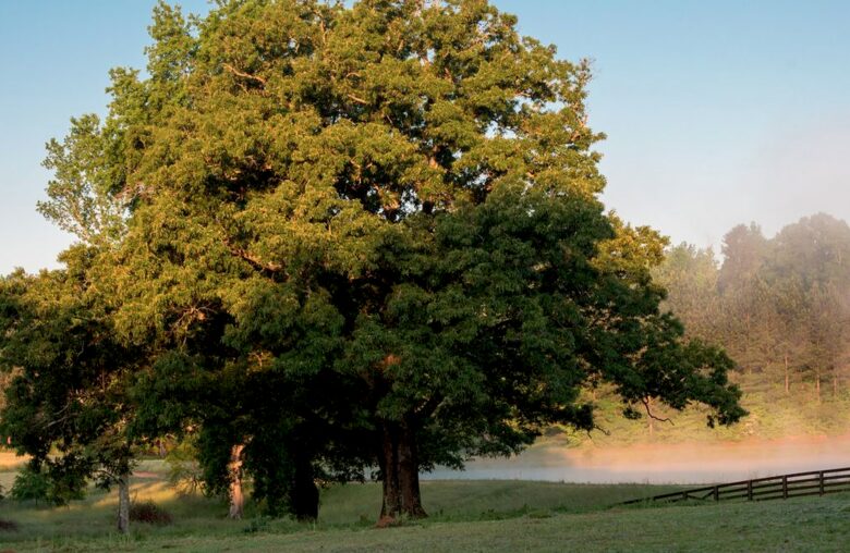 160-Acre Magnificent Estate Outside Atlanta - Greenville, Georgia