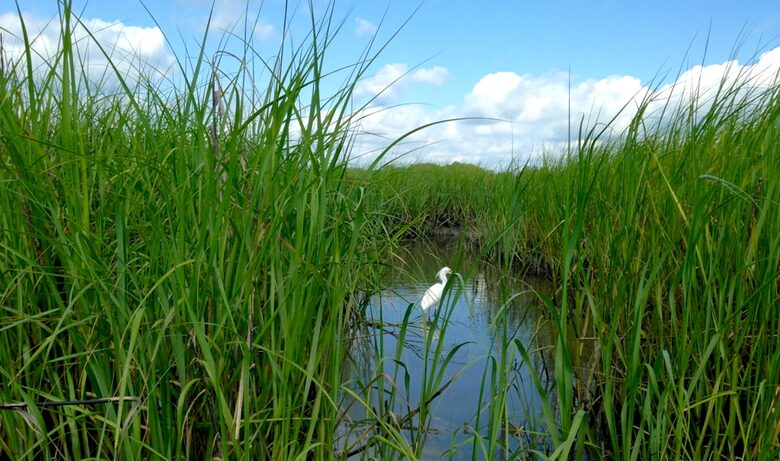 Debordieu Beach Creek Retreat - Georgetown, South Carolina