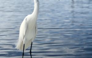 Calliope Cottage - North Captiva, Florida
