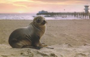 Seal Beach Beauty - Seal Beach, California