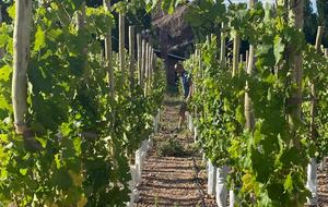 Mountain Luxury Ranch with private vineyards - Uspallata, Argentina
