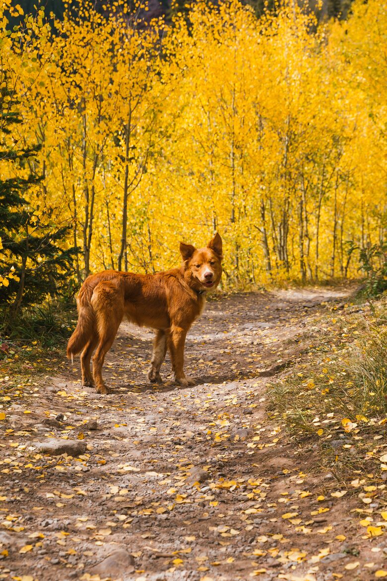 Mountain Home Ranch - Bordering National Forest - Durango, Colorado