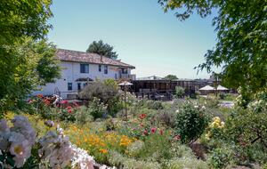 Home Exchange in Napa, CA stunning flowers all around the property