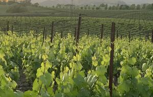 Home Exchange in Napa, CA fields of endless growth!