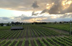 Home Exchange in Napa, CA stunning views of the vineyard