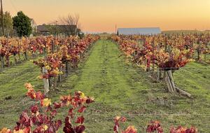 Home Exchange in Napa, CA fall at the vineyard