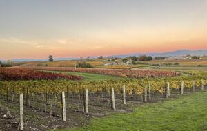 Home Exchange in Napa, CA fields of grapes