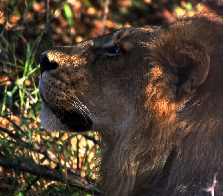 Lubbesrust Boutique Lodge - Tuli Block, Botswana