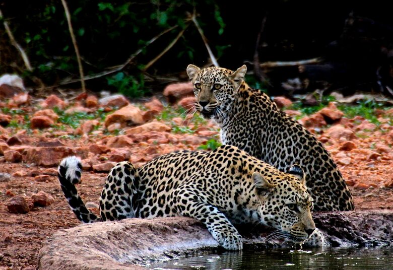 Lubbesrust Boutique Lodge - Tuli Block, Botswana
