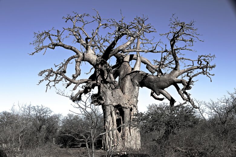 Lubbesrust Boutique Lodge - Tuli Block, Botswana