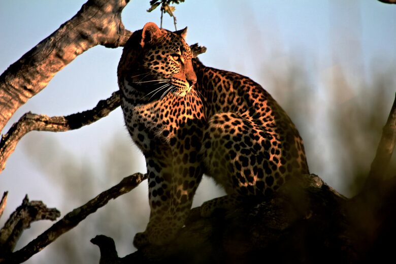 Lubbesrust Boutique Lodge - Tuli Block, Botswana