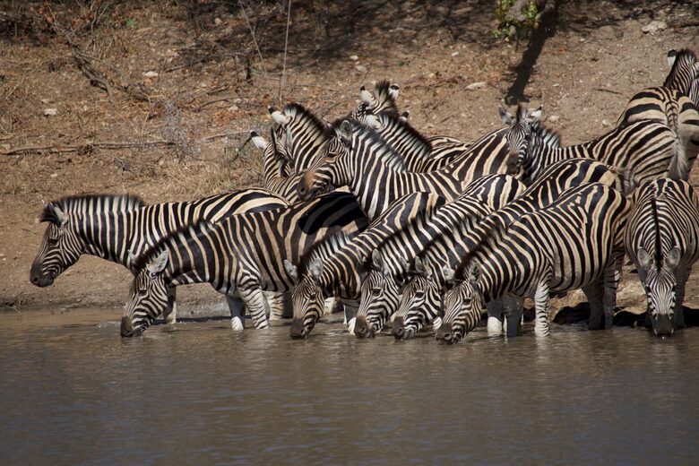 Lubbesrust Boutique Lodge - Tuli Block, Botswana