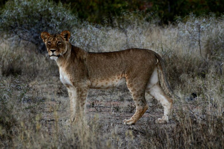 Lubbesrust Boutique Lodge - Tuli Block, Botswana