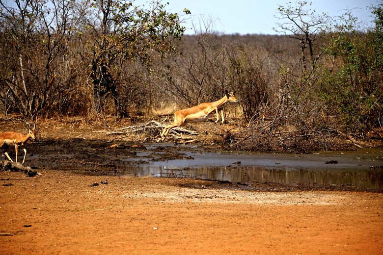 Lubbesrust Boutique Lodge - Tuli Block, Botswana