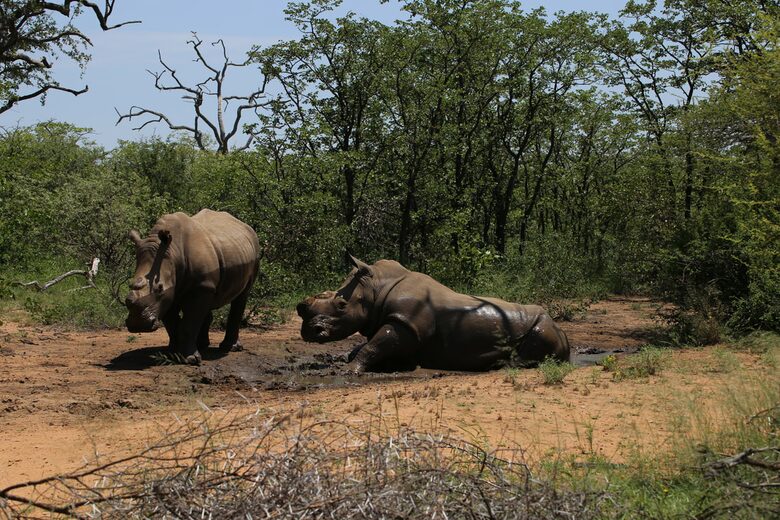 Lubbesrust Boutique Lodge - Tuli Block, Botswana