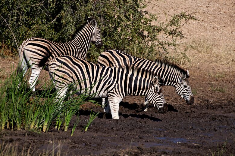 Lubbesrust Boutique Lodge - Tuli Block, Botswana