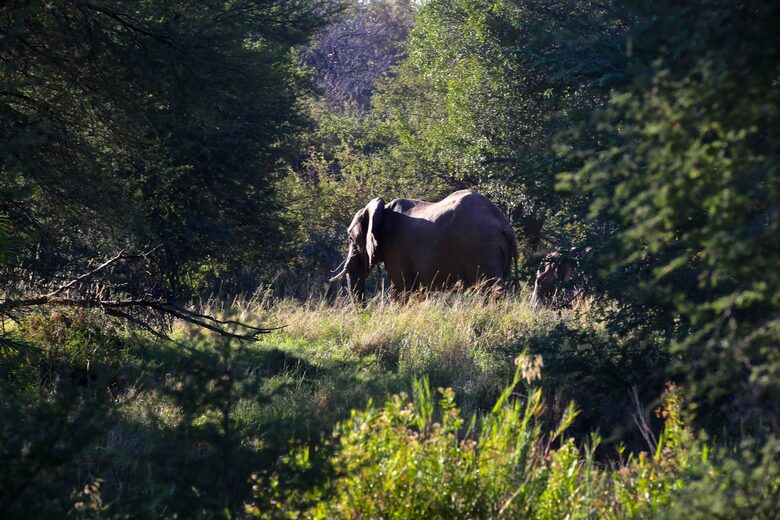 Lubbesrust Boutique Lodge - Tuli Block, Botswana