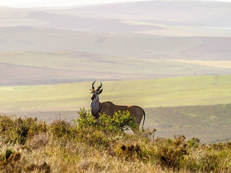 Melozhori Game Reserve | The Pod - Stormsvlei, South Africa