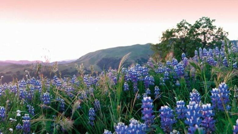 Santa Lucia Preserve - Carmel Valley, California