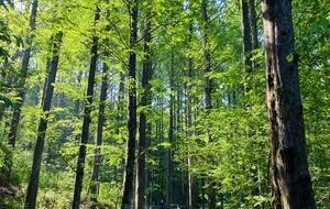 Seoul Forest Trail retreat - Seoul, South Korea