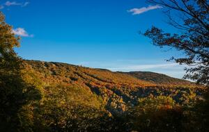 Snowshoe Black Bear Crossing- #34 - Snowshoe, West Virginia