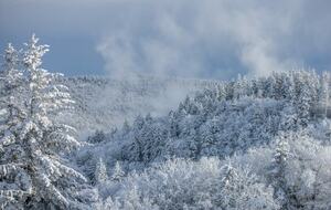 Snowshoe Black Bear Crossing- #34 - Snowshoe, West Virginia