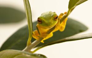 Native frogs the garden. This one was on the olive tree