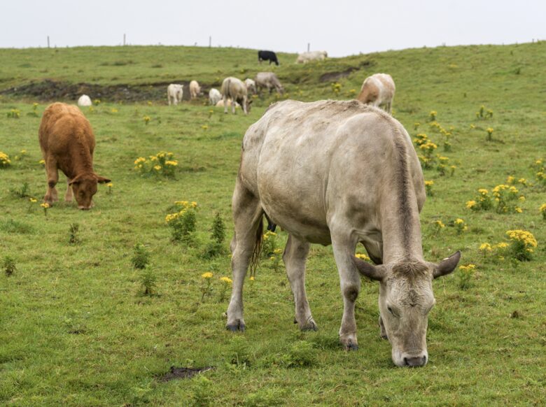Lahinch Golf Links Home - Lahinch, Ireland