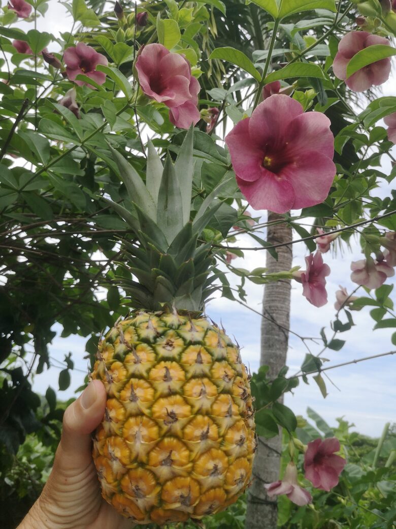 Our fruits