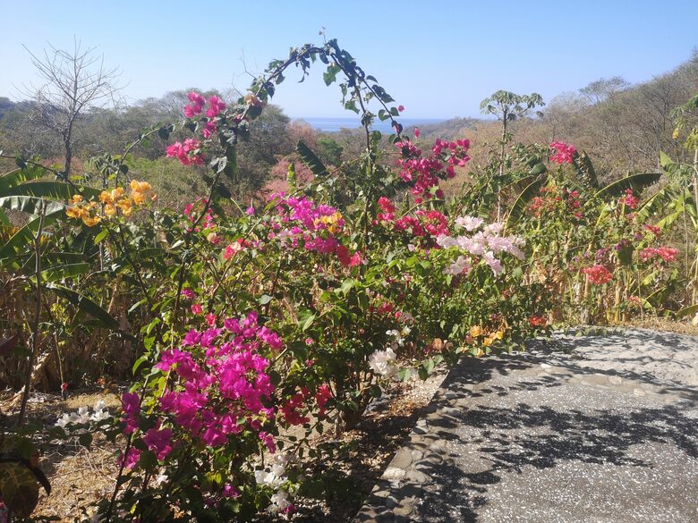 Lovely flowers