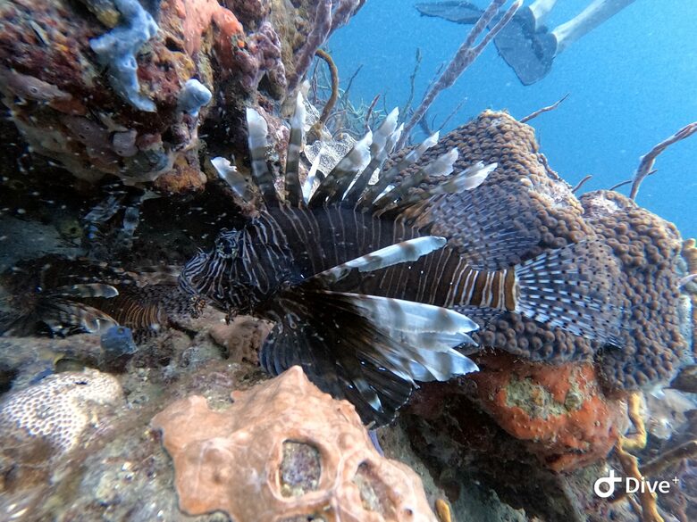 A picture on one of my dives