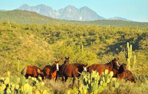 Rio Verde - Rio Verde, Arizona